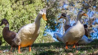 Several Ducks